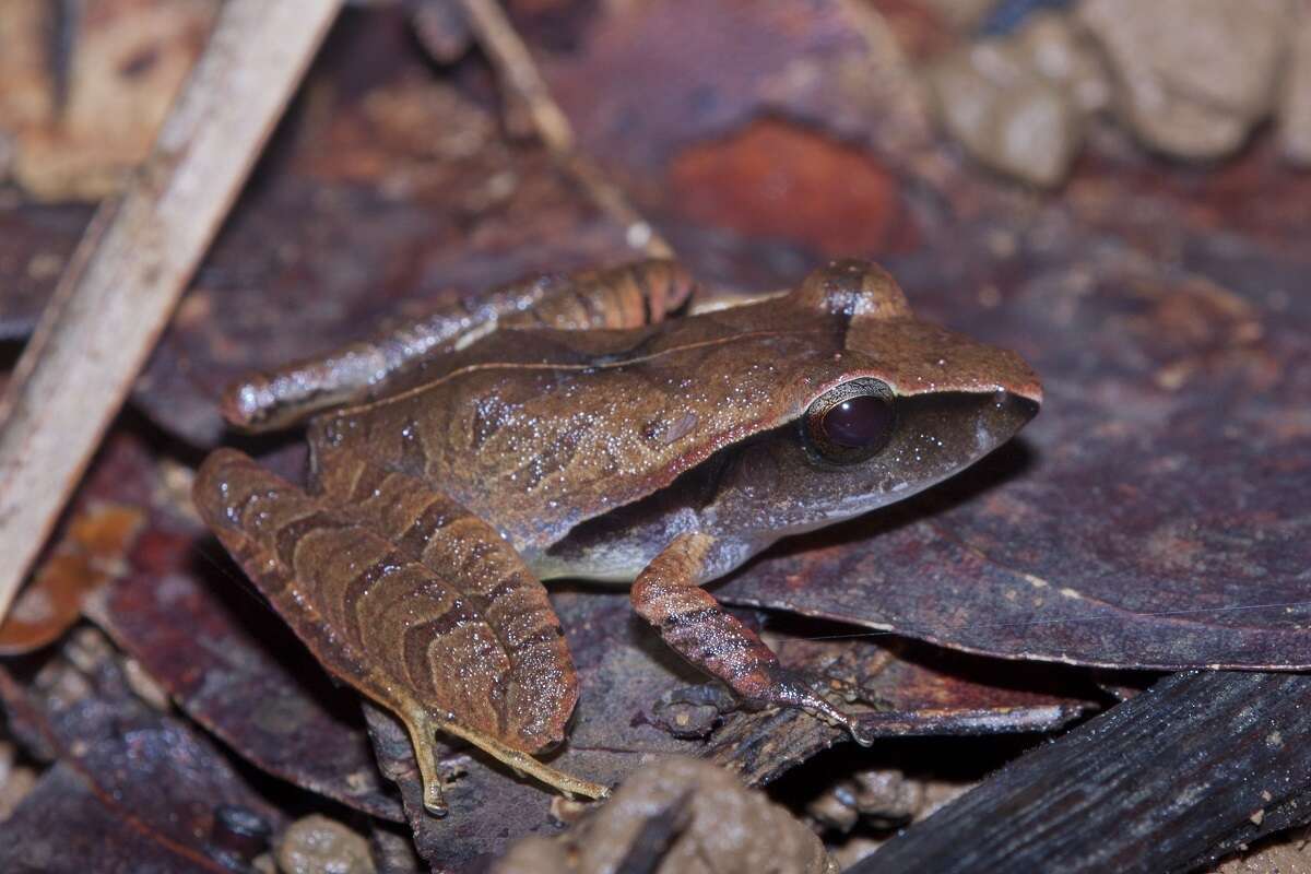 Image of Tilaran Robber Frog