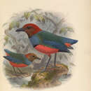 Sivun Erythropitta caeruleitorques (Salvadori 1876) kuva