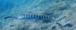 Image of Ornate Reef Sea Snake