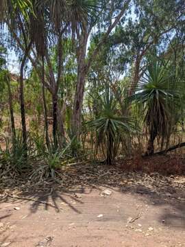 Image of Pandanus spiralis R. Br.