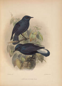 Image of Lamprolia Finsch 1874