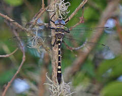 Image of Macromia annulata Hagen 1861