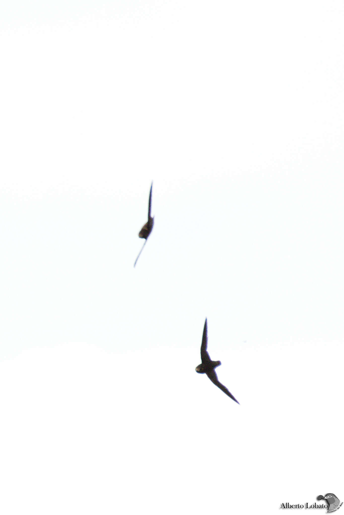 Image of White-fronted Swift
