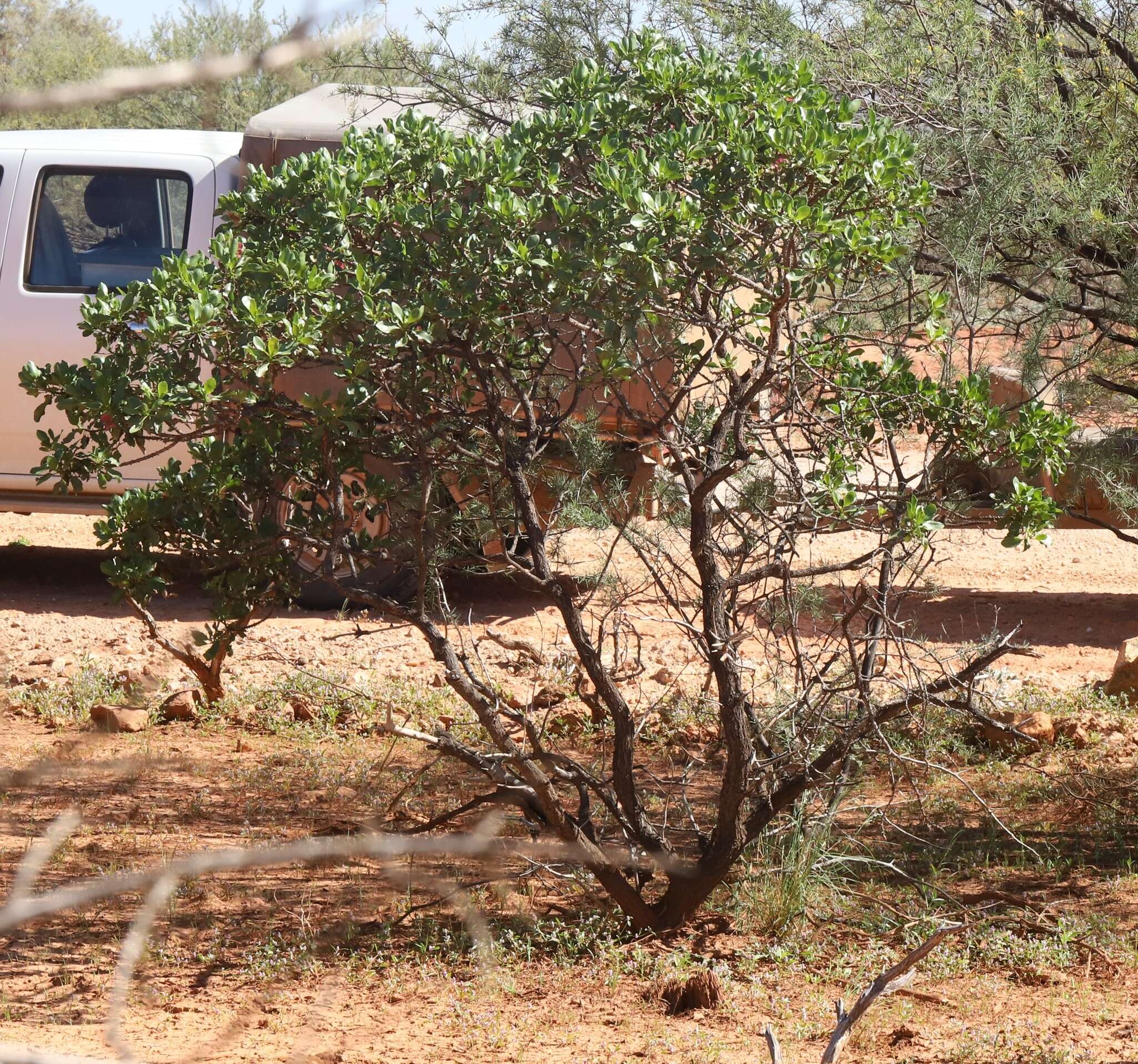 Image of Eremophila fraseri F. Muell.