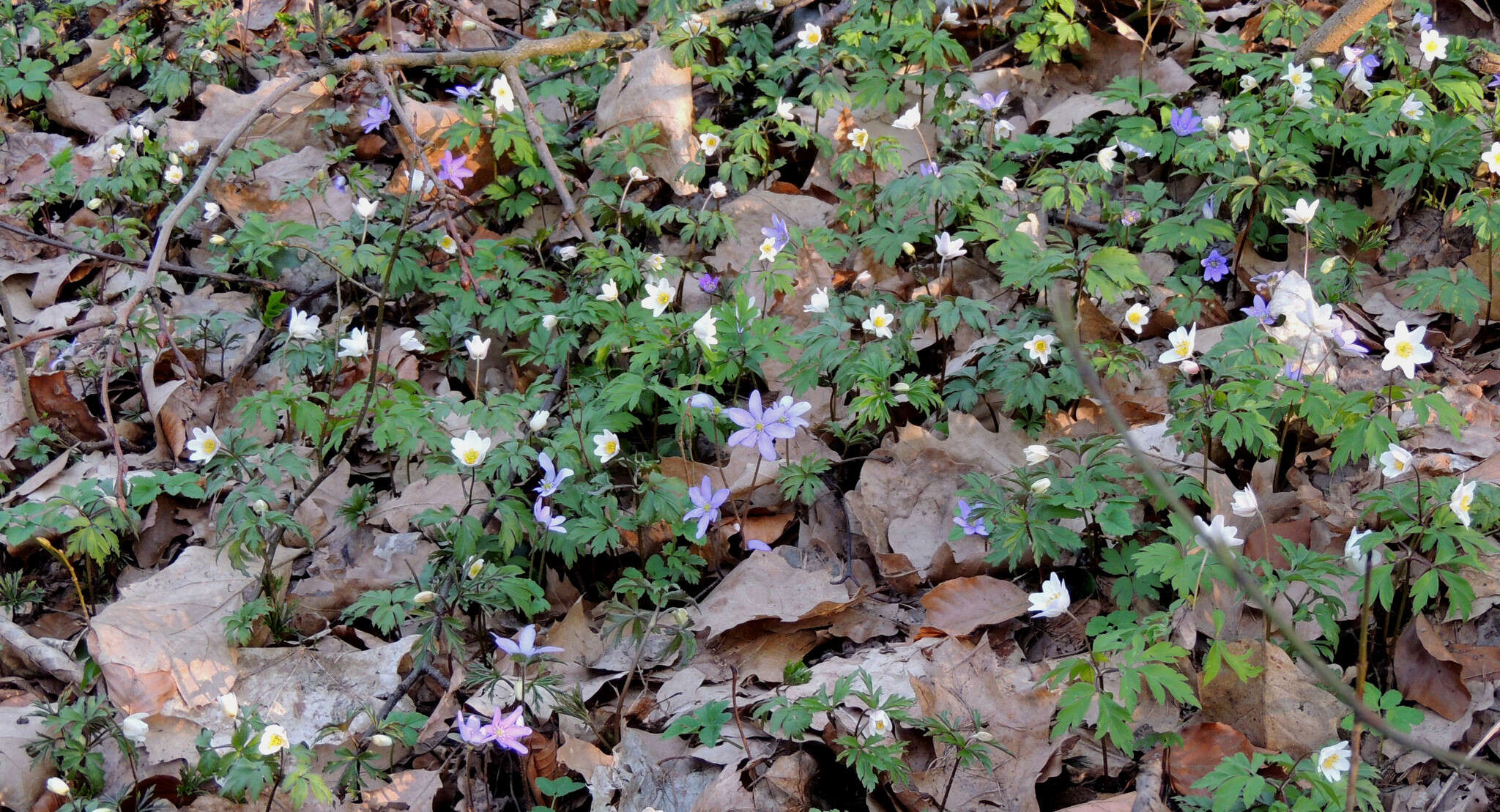 Plancia ëd Hepatica