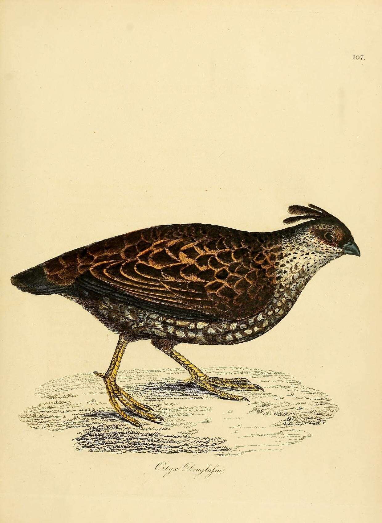 Imagem de Callipepla douglasii (Vigors 1829)