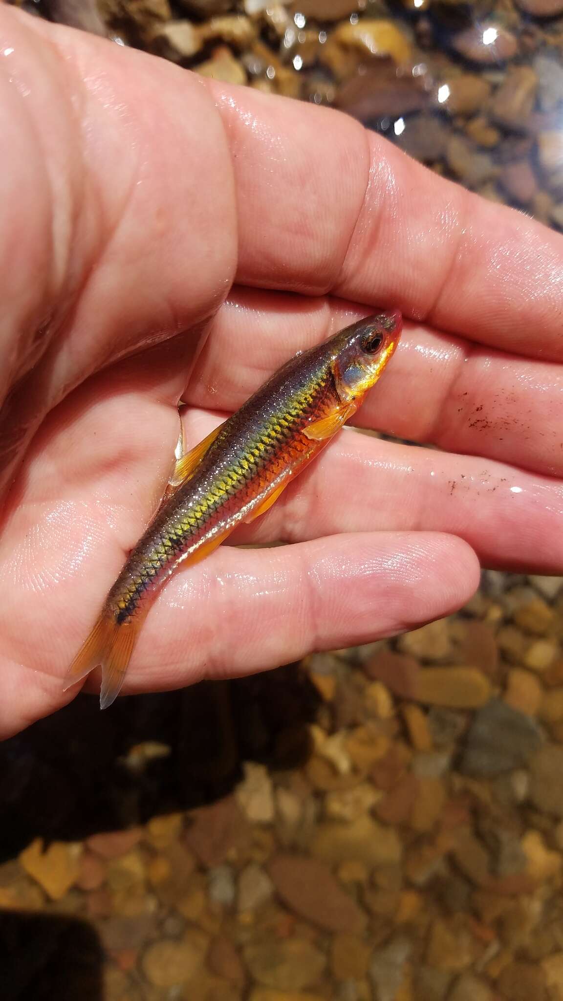 Imagem de Notropis rubricroceus (Cope 1868)