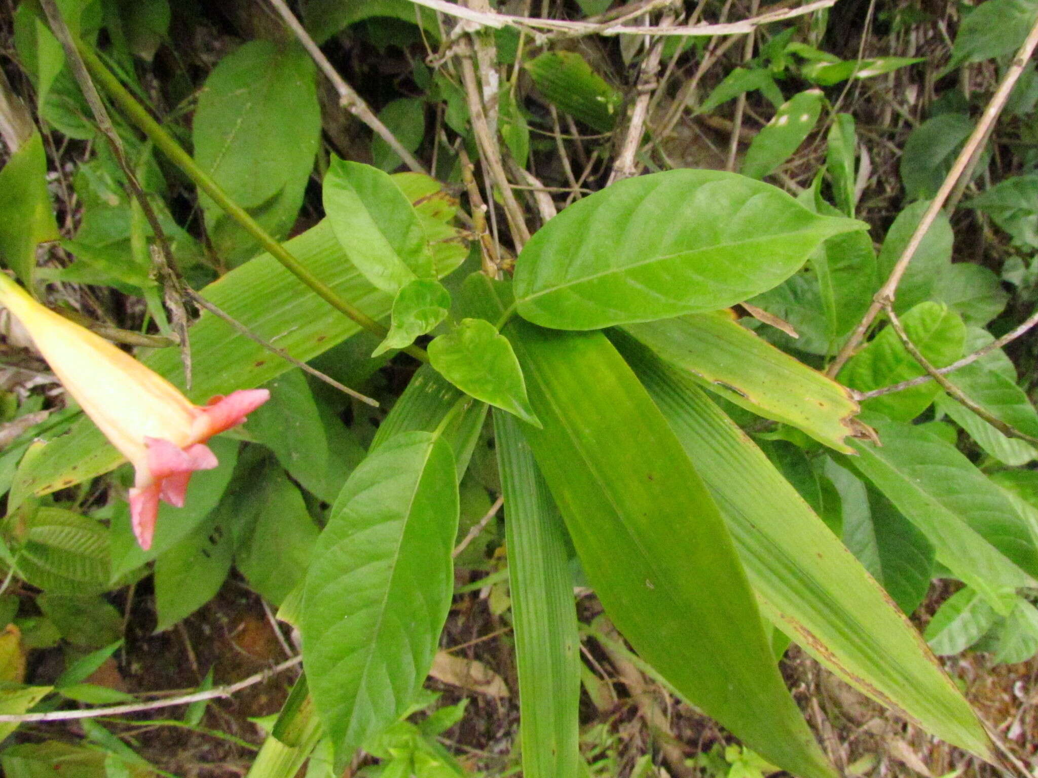 Image of Mandevilla urophylla (Hook. fil.) R. E. Woodson