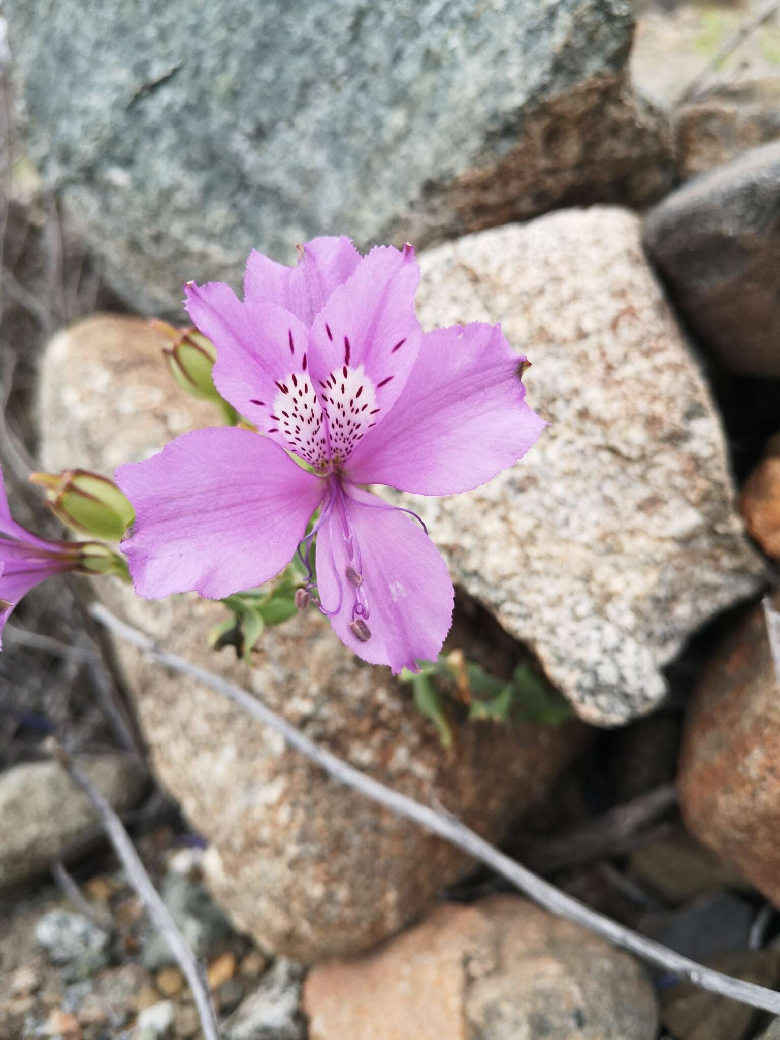 Image of Alstroemeria paupercula Phil.