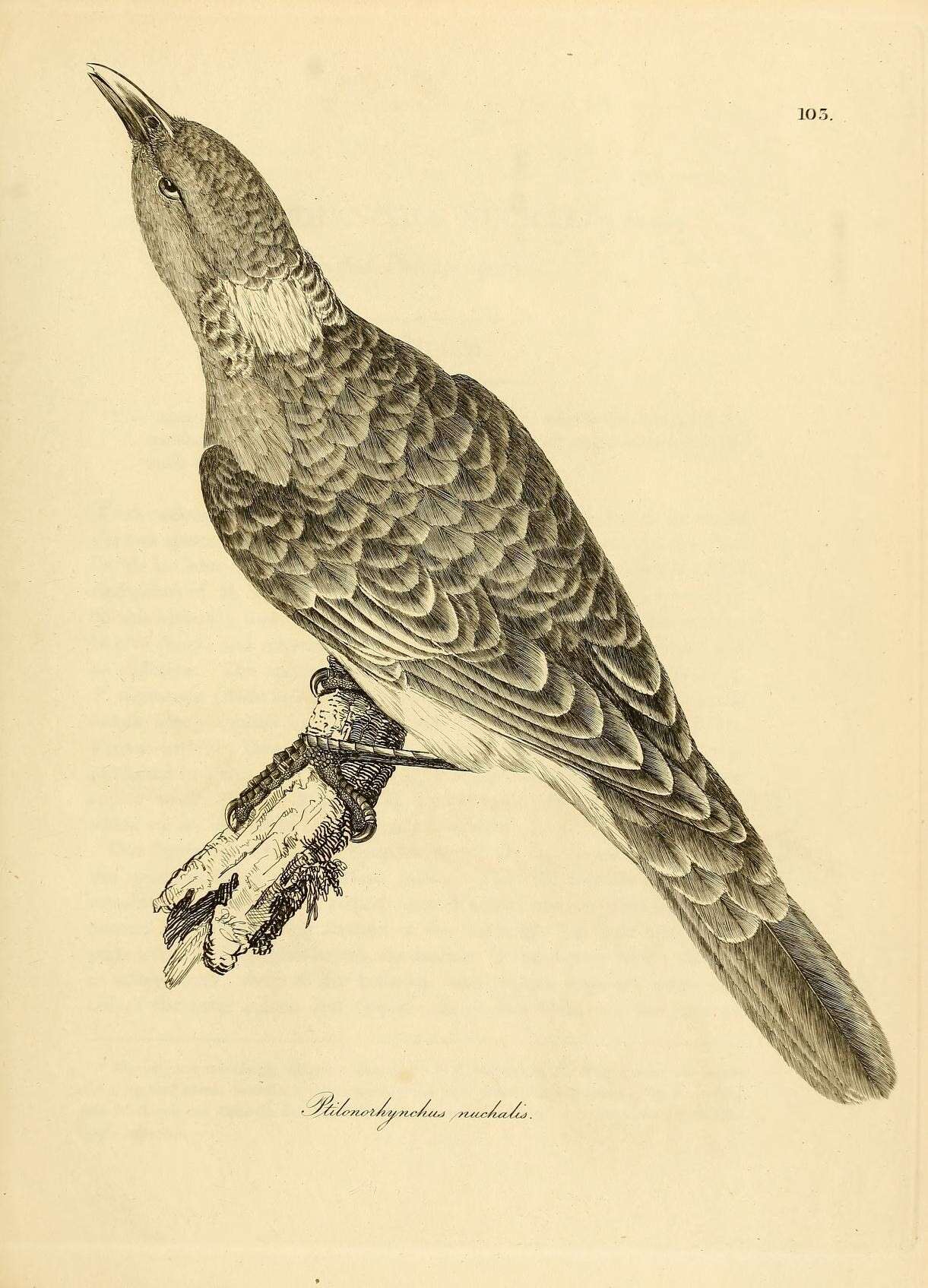 Image of Great Bowerbird