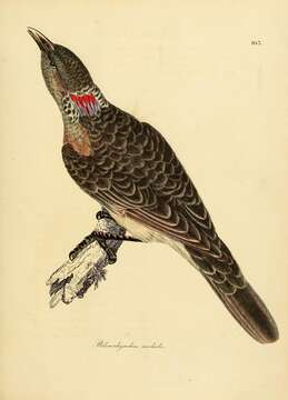 Image of Great Bowerbird