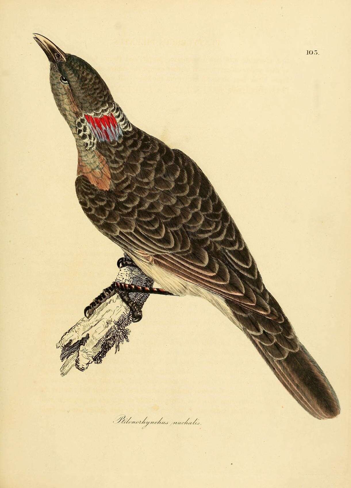 Image of Great Bowerbird