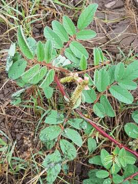 Indigofera astragalina DC.的圖片