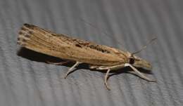 Image of Sod Webworm