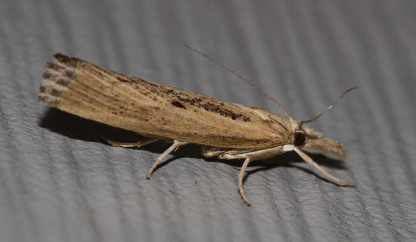 Image of Sod Webworm