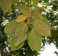 Image of largeleaf geigertree