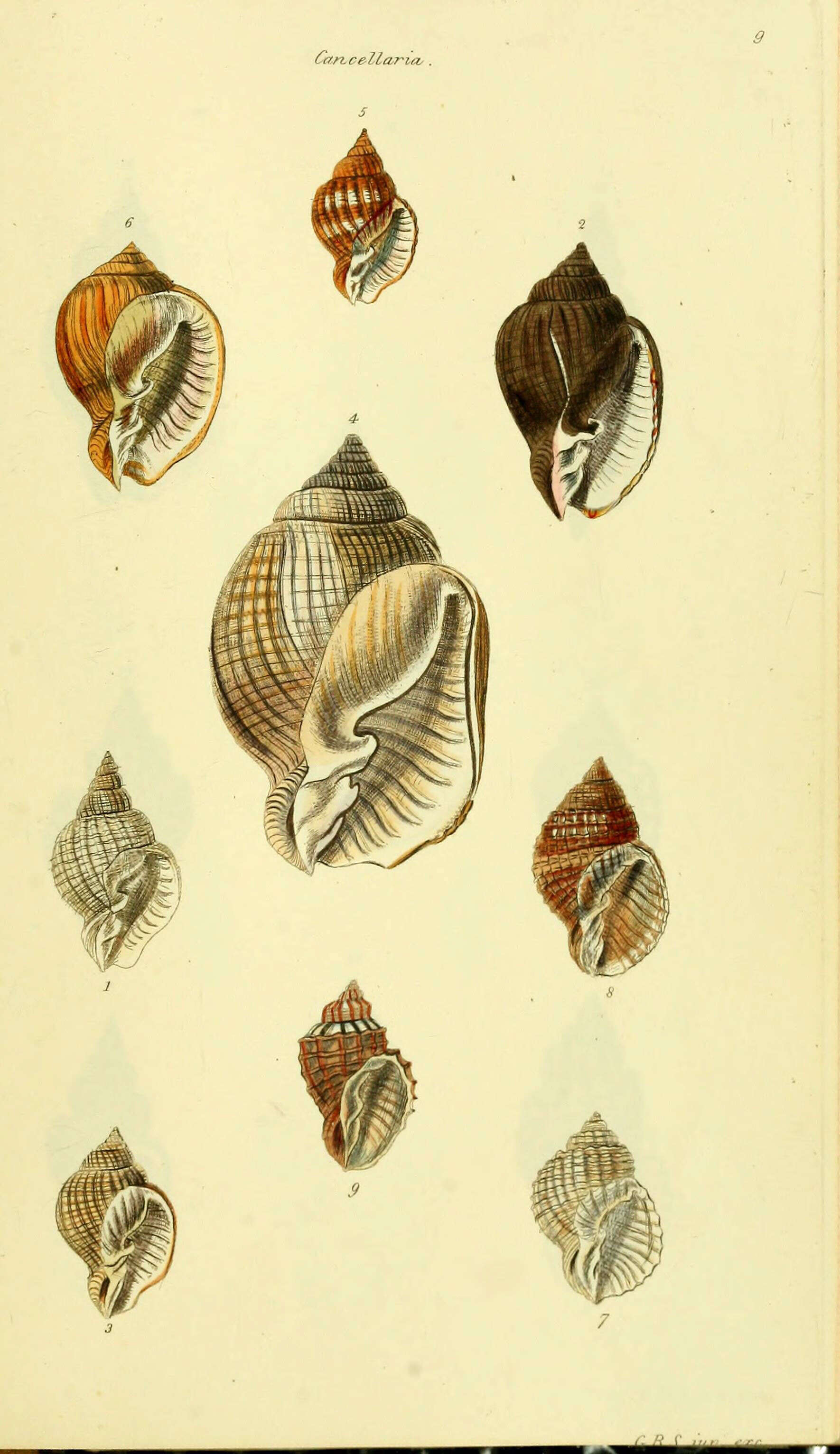 Image of Cancellariinae Forbes & Hanley 1851