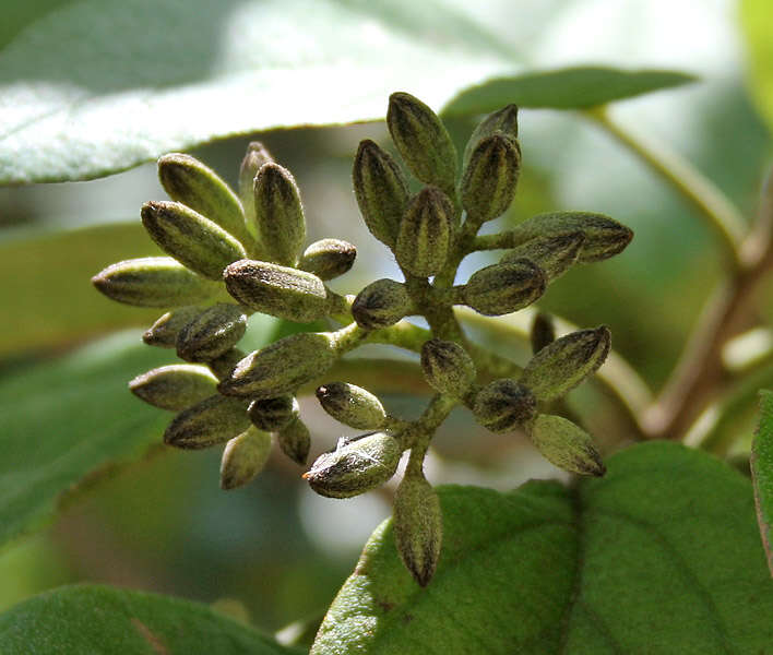 Image of largeleaf geigertree