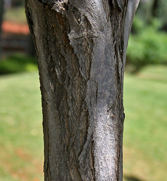 Image of largeleaf geigertree