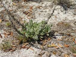 Image of Florida goldenaster