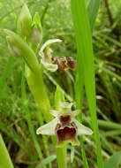 Image of Ophrys umbilicata subsp. beerii Shifman
