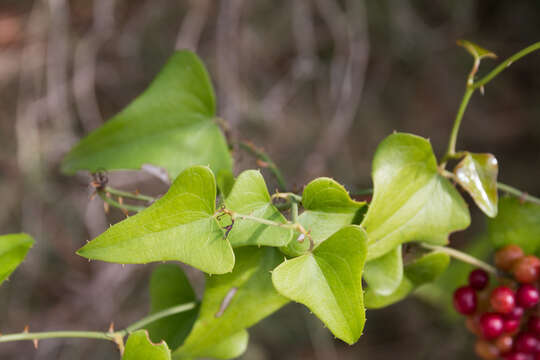 Plancia ëd Smilax aspera L.