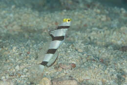 Image of Prawn-goby prawngoby shrimp-goby