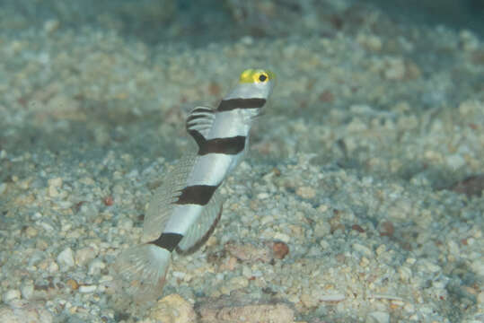 صورة Stonogobiops xanthorhinica Hoese & Randall 1982