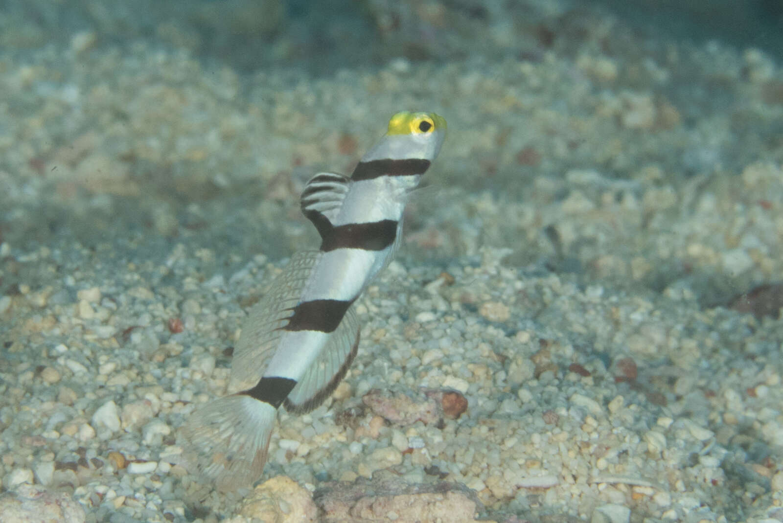 صورة Stonogobiops xanthorhinica Hoese & Randall 1982