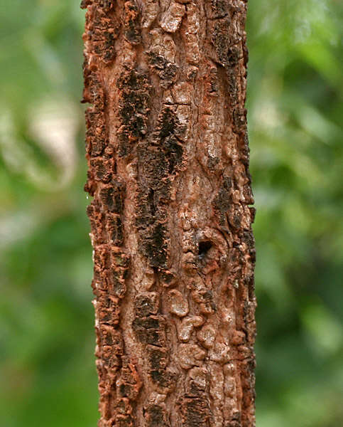 Imagem de Bauhinia racemosa Lam.