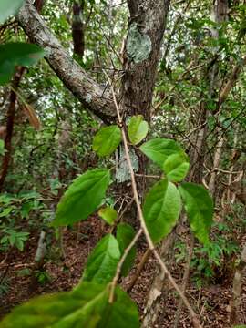 Image of Xylosma ciliatifolium (Clos) Eichler