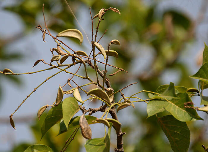 Imagem de Pongamia