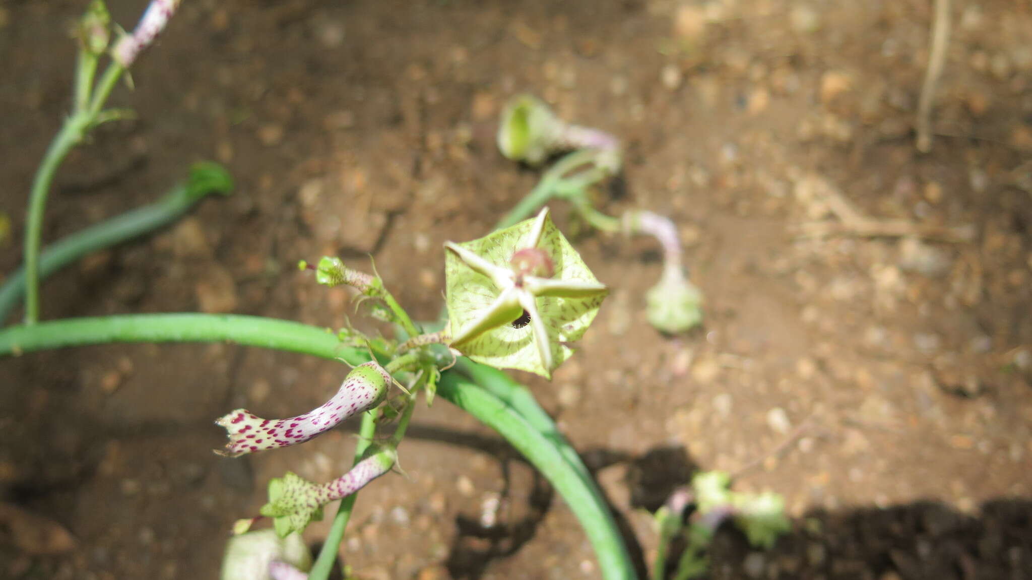 Imagem de Ceropegia distincta N. E. Br.