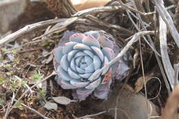 Image of Echeveria peacockii Croucher