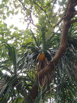 Image of Pandanus odorifer (Forssk.) Kuntze