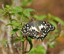 Plancia ëd Papilio demoleus Linnaeus 1758