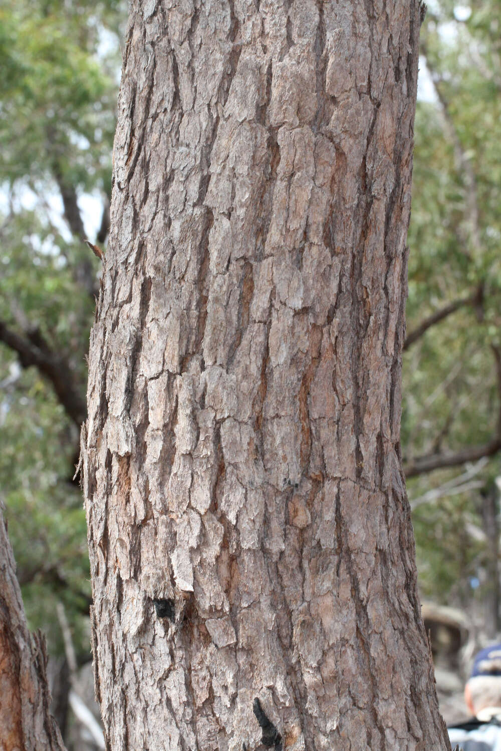 Слика од Corymbia trachyphloia (F. Müll.) K. D. Hill & L. A. S. Johnson