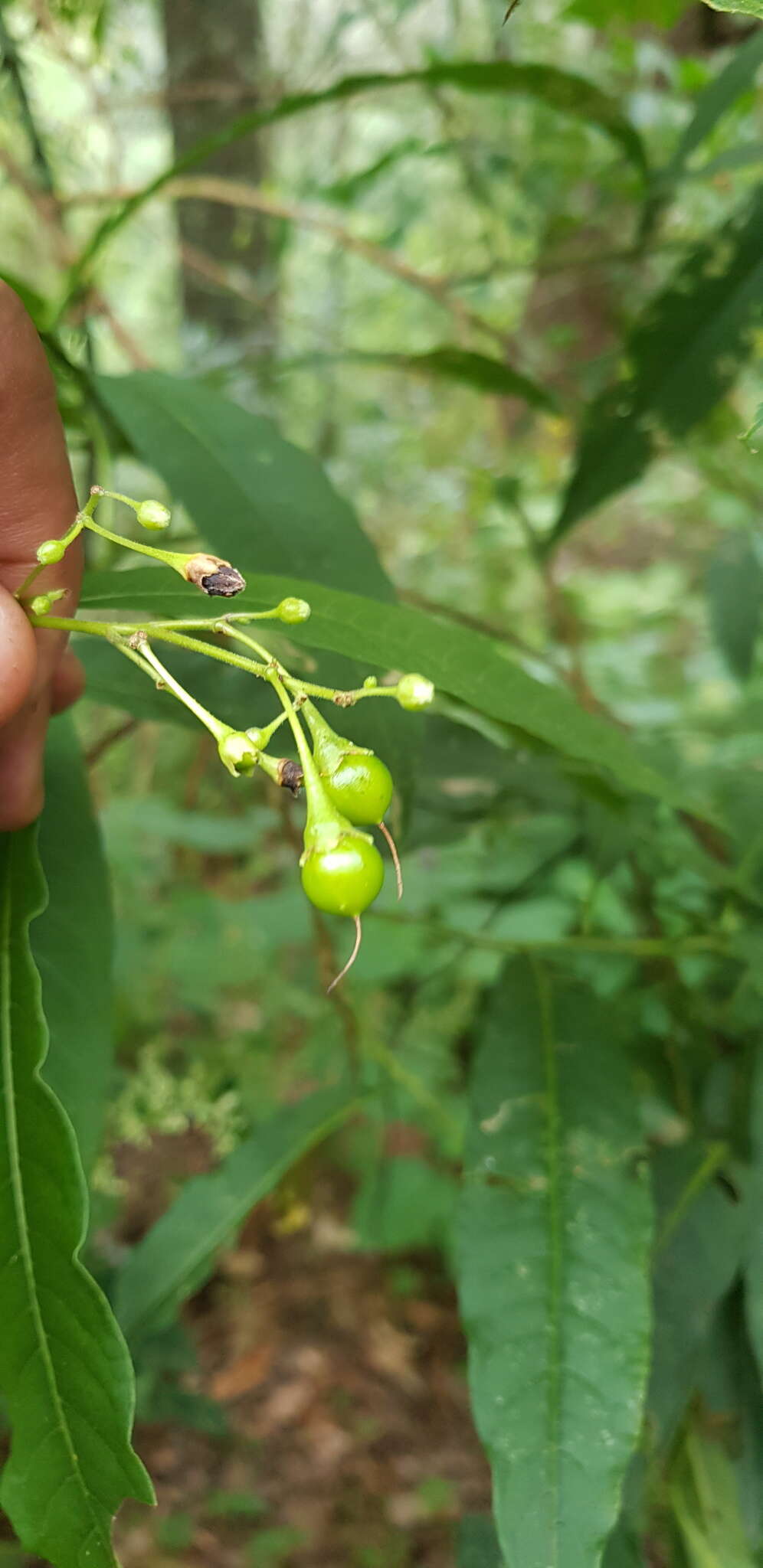 Plancia ëd Solanum aligerum Schltdl.