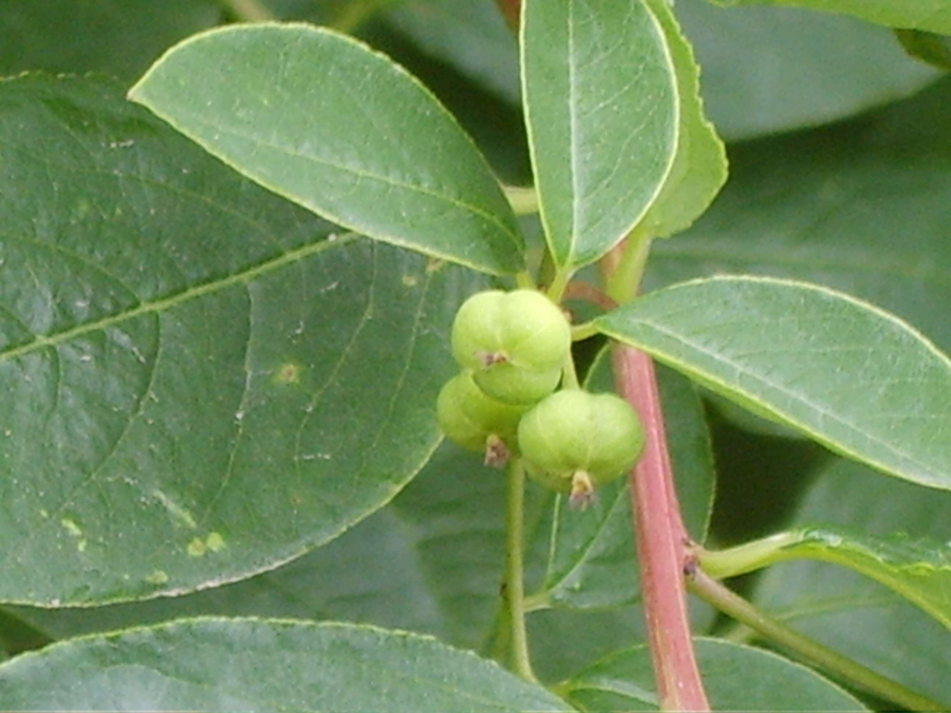 Image of Flueggea suffruticosa (Pall.) Baill.