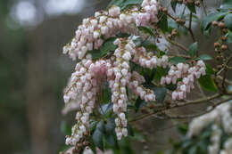 Image of fetterbush