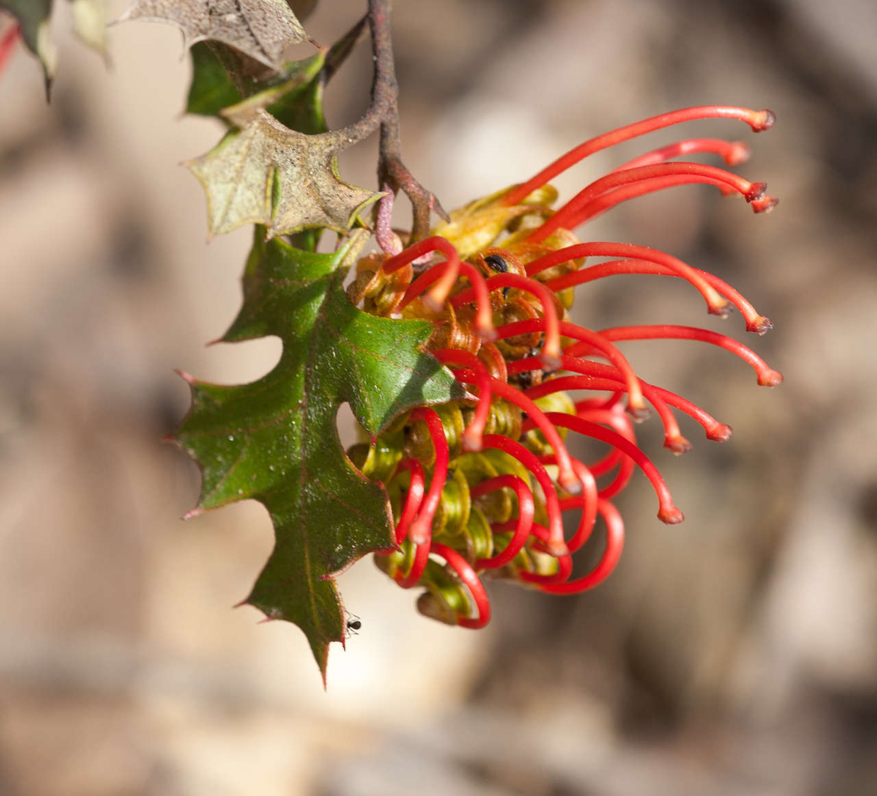 Plancia ëd Grevillea steiglitziana N. A. Wakefield