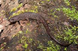 Image of Prickly Forest Skink