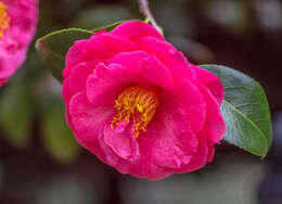 Image of Camellia sasanqua