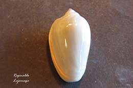 Image of plum marginella