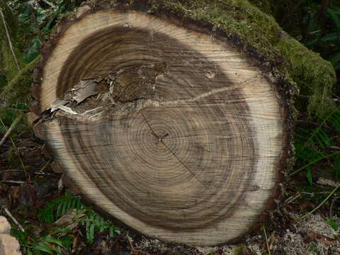 Image of bigleaf maple