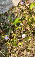 Plancia ëd Ruellia erythropus (Nees) Lindau