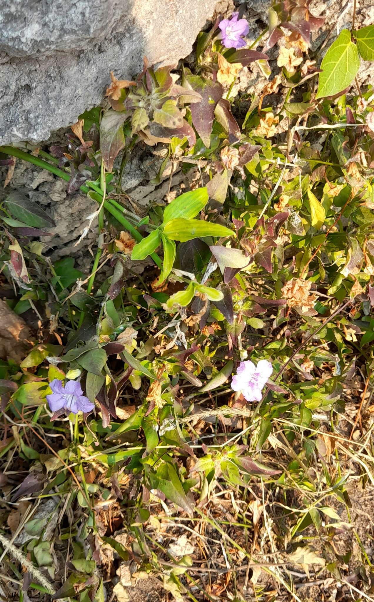 Plancia ëd Ruellia erythropus (Nees) Lindau