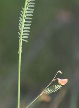 Image de Aeschynomene pratensis Small