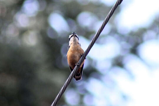 Imagem de Sitta canadensis Linnaeus 1766