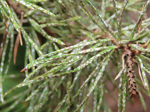 Image of Chionaspis pinifoliae (Fitch 1856)